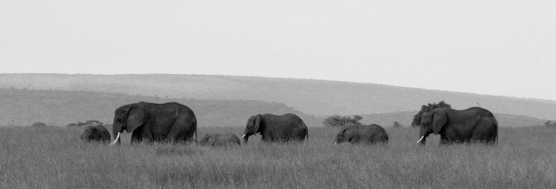 African Elephant Herd